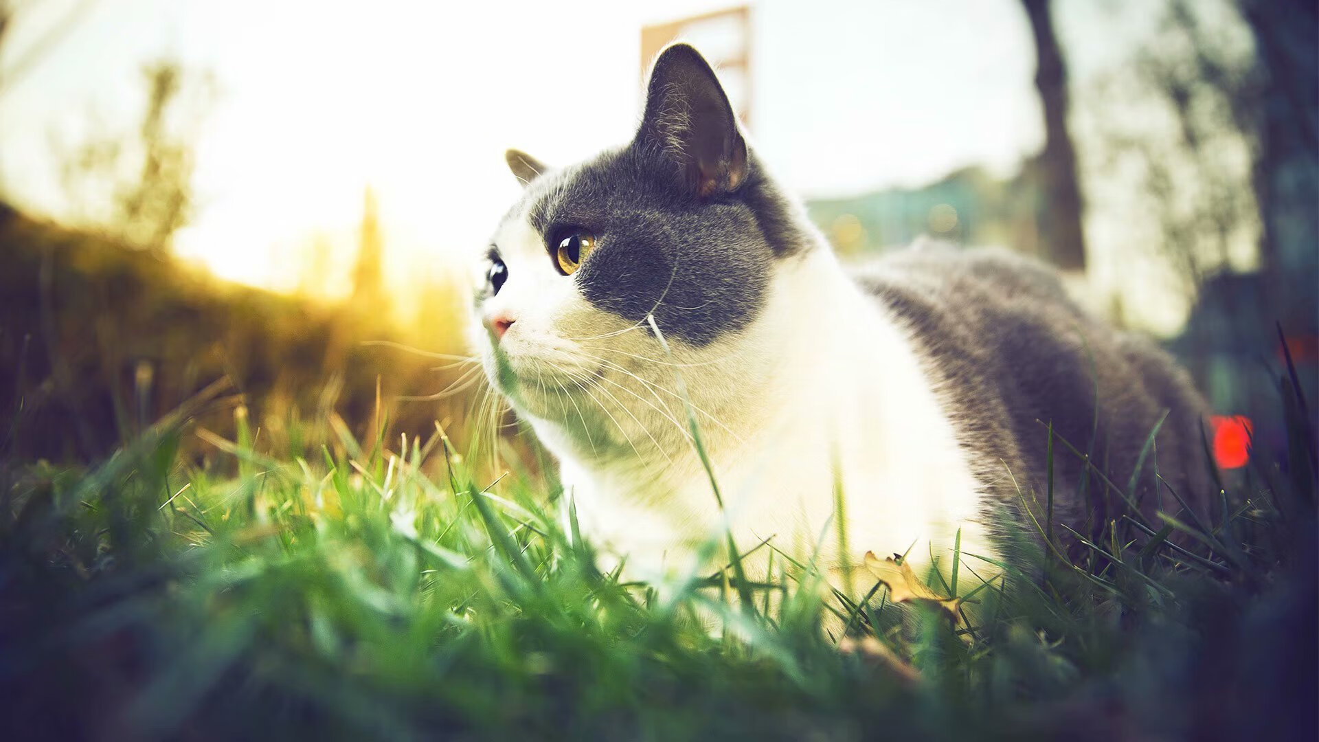 中国男篮教练组调整比赛策略 重点突破防线，中国男篮教练阵容