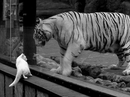 德赢体育app下载-亚冠联赛中国队逆袭 球迷现场助威不断，亚冠联赛中国队赛程表