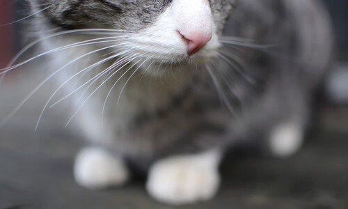 中乙联赛优化队伍结构实施阶段性审核机制保障质量，中乙联赛参赛资格