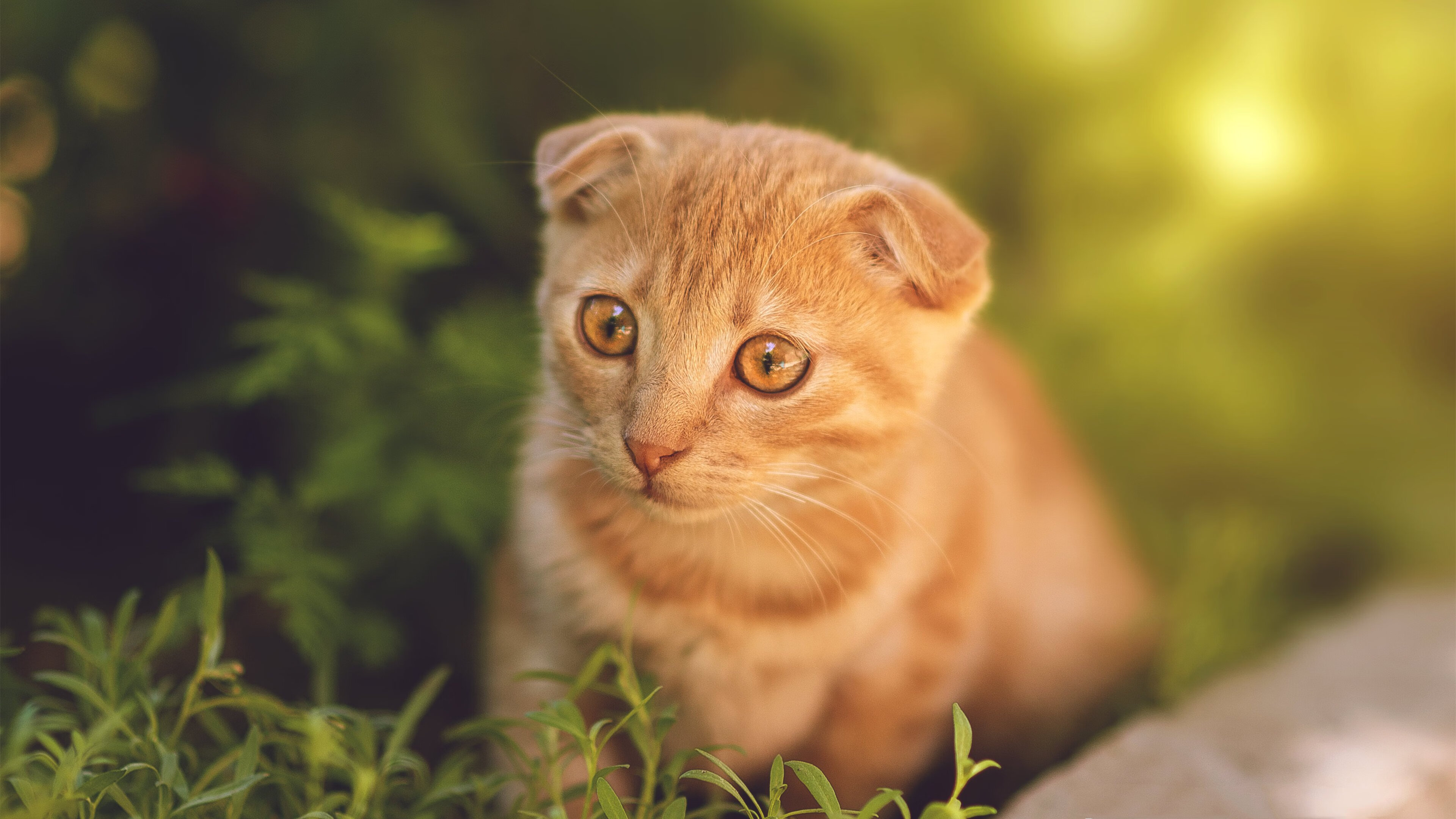 德赢vwin首页(官方)网站下载-塞内加尔男篮在非洲锦标赛中夺冠，赫赫有名的非洲劲旅，非洲杯塞内加尔阵容