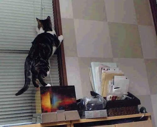 德赢官网ac米兰-女子国家队引进柔韧性课程提升身体灵活性，国家队柔道运动员