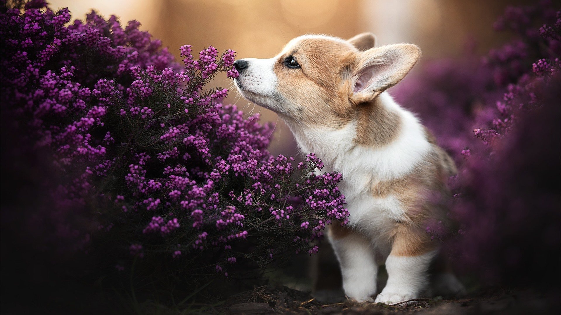 德赢官网ac米兰-意甲新起之秀提前宣布加盟，备战新赛季