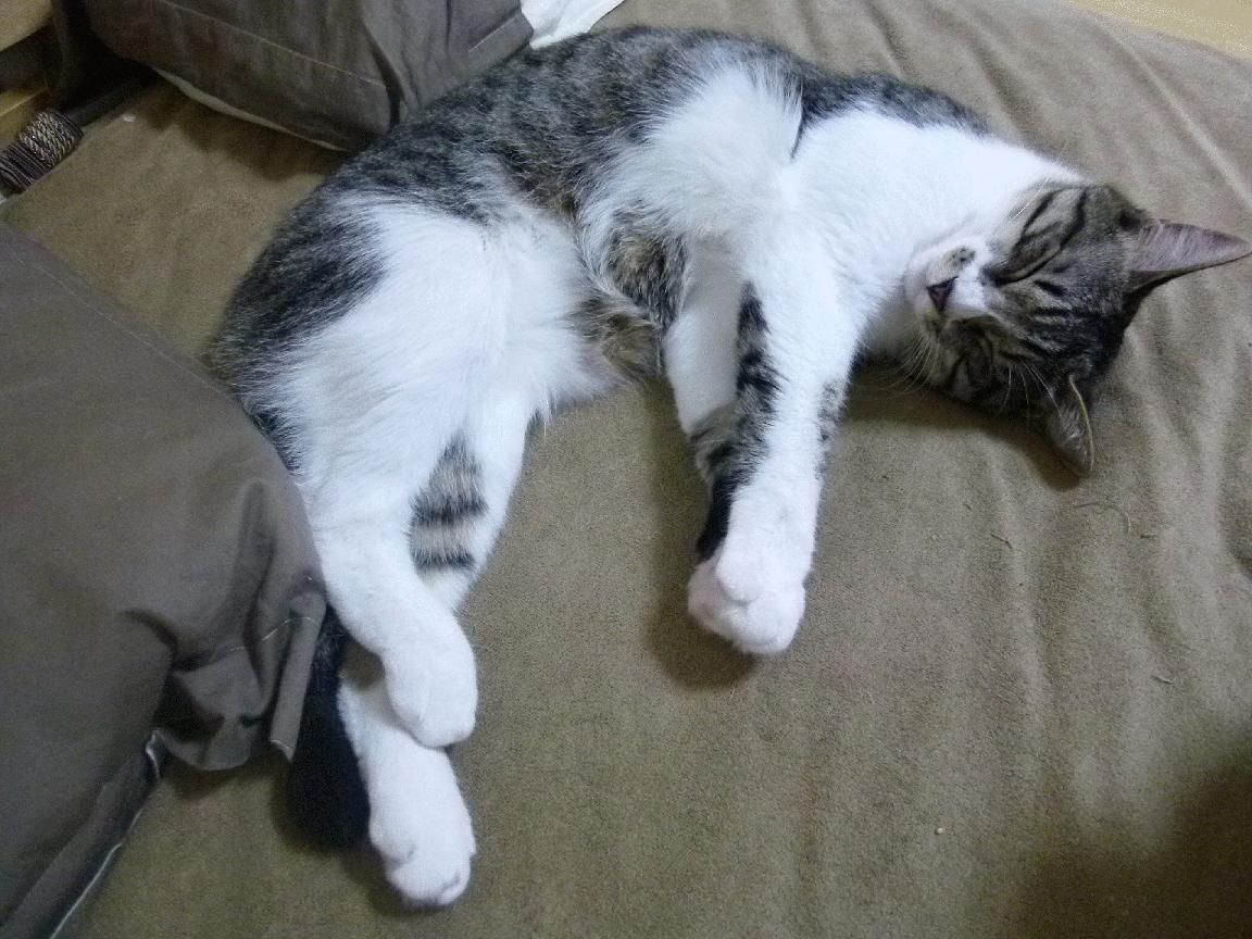 德赢vwin首页(官方)网站下载安装-查默斯100米自由泳决赛表现超预期，查尔莫斯ncaa绝杀