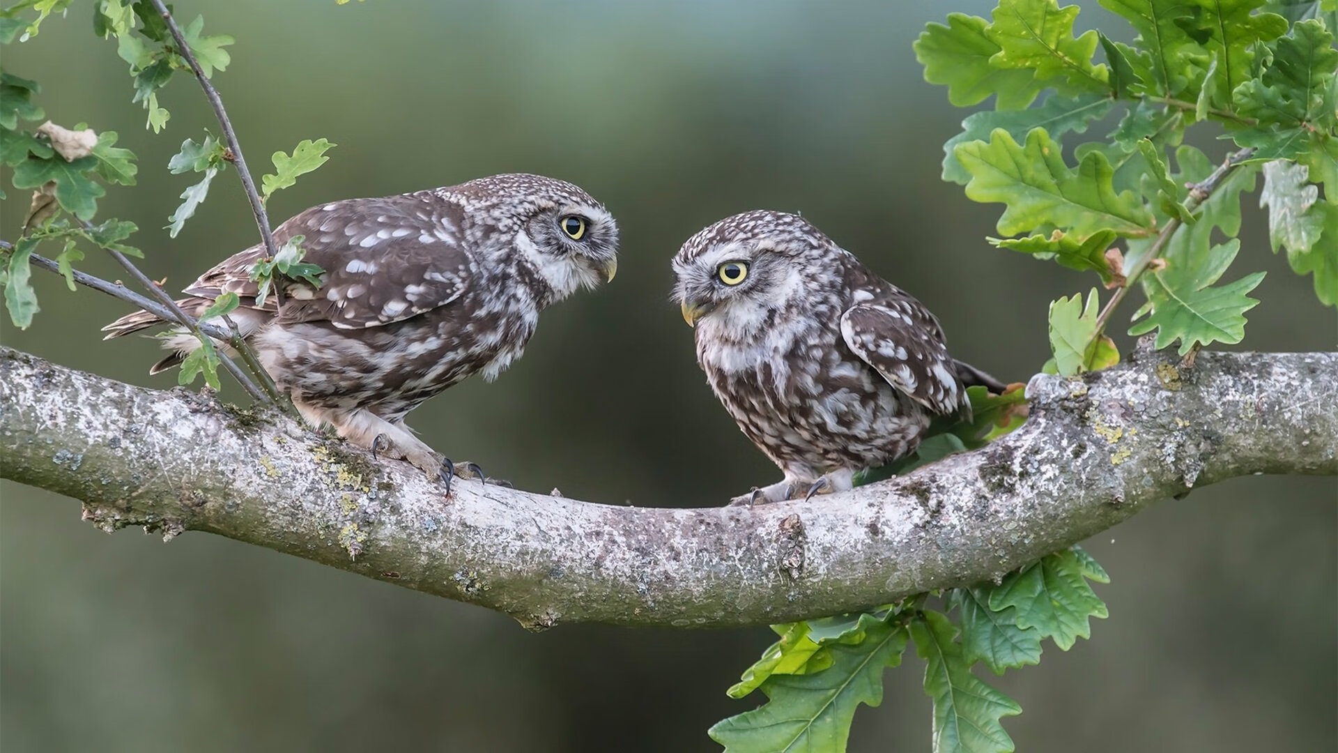 德赢体育官网-水球淘汰赛吉尔吉斯斯坦表现沉着冷静，吉尔吉斯斯坦游泳运动员